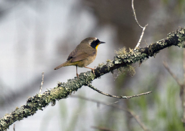 Common Yellowthroat