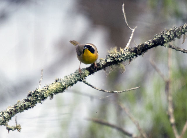 Common Yellowthroat