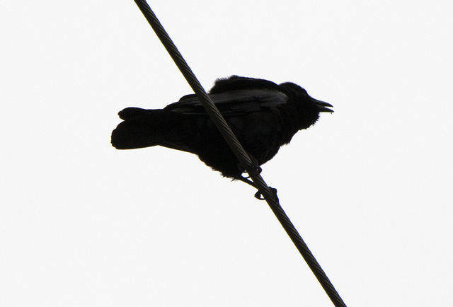 Fish Crow