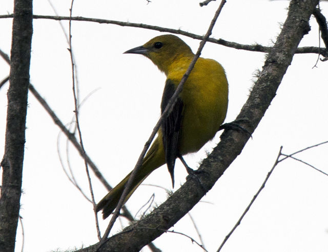 Orchard Oriole