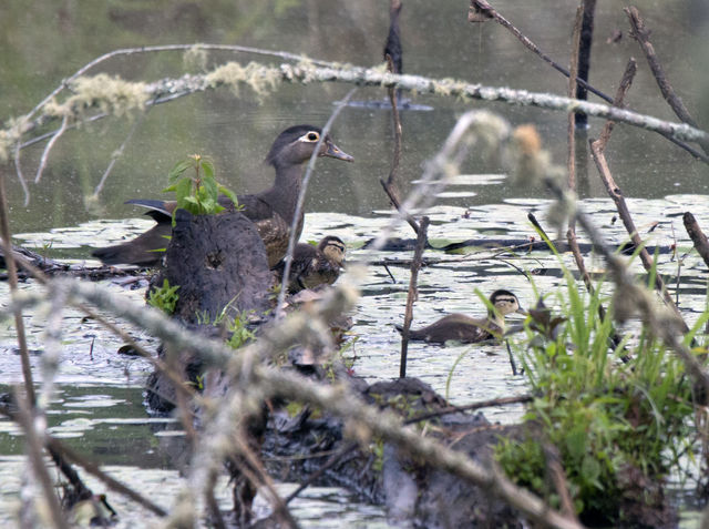 Wood Duck