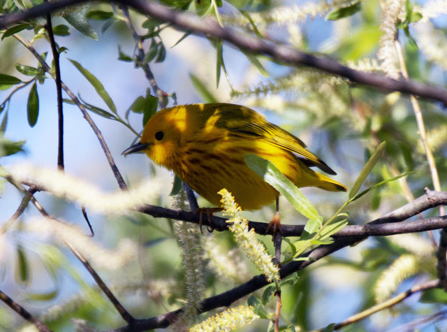 Yellow Warbler