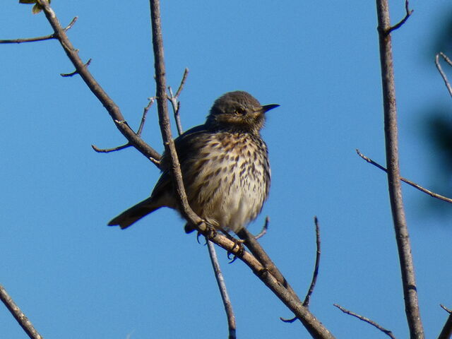 Sage Thrasher