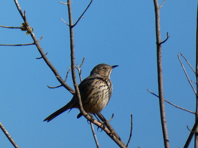 Sage Thrasher