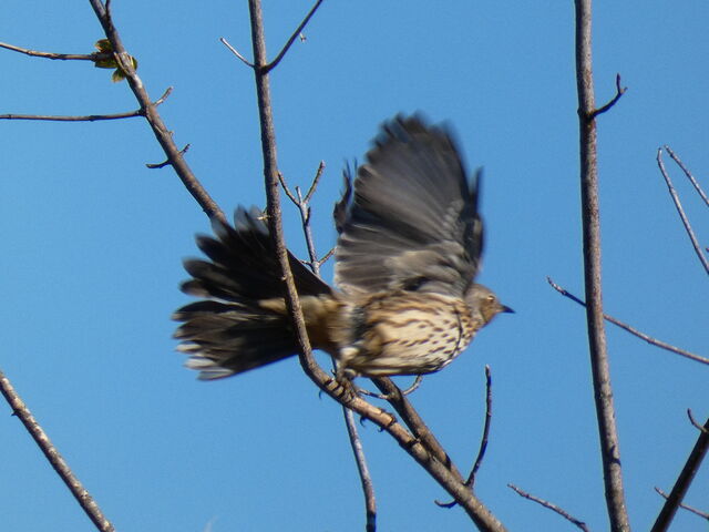 Sage Thrasher