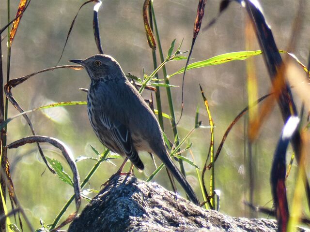 Sage Thrasher