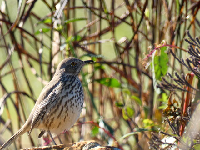 Sage Thrasher