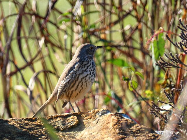 Sage Thrasher