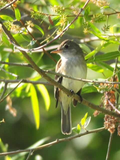 Alder Flycatcher