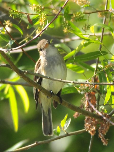 Alder Flycatcher