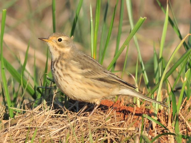 American Pipit