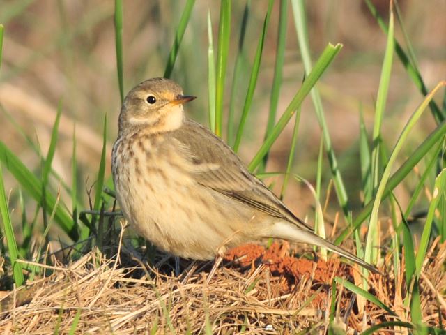 American Pipit