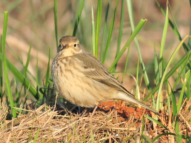 American Pipit