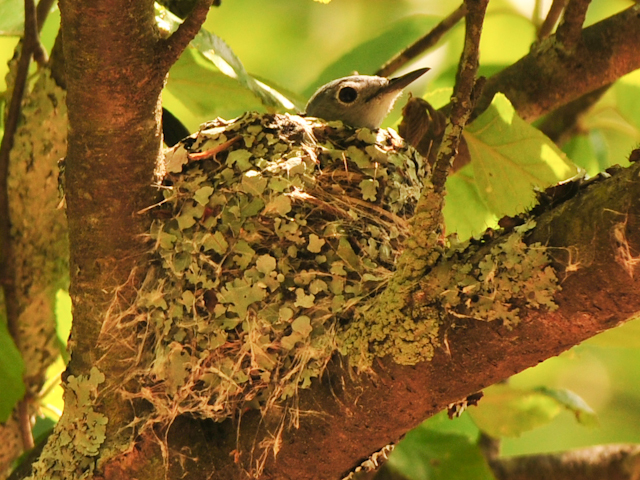 Blue-gray Gnatcatcher