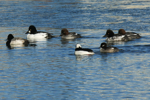 Common Goldeneye