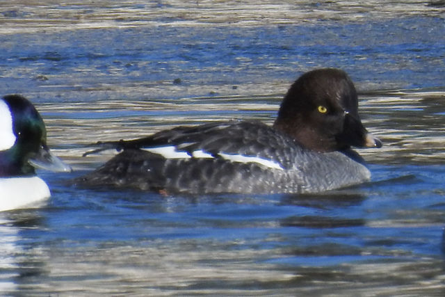 Common Goldeneye