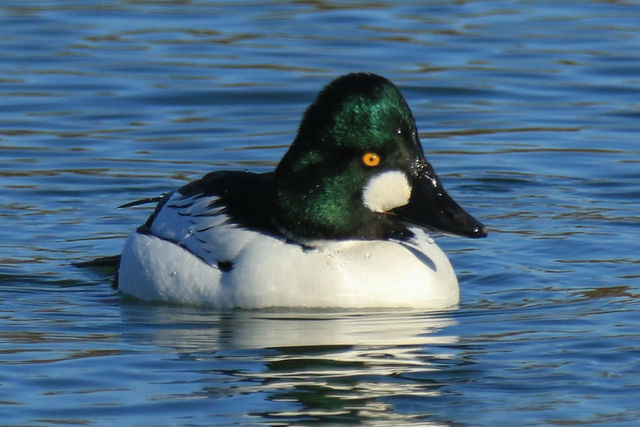 Common Goldeneye