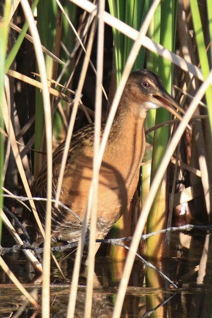 King Rail