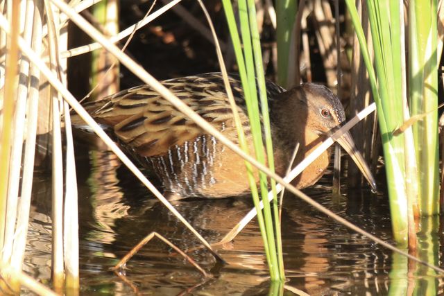 King Rail