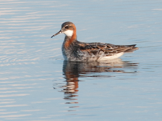 Red-necked Phalarope