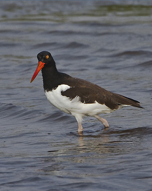 American Oystercatcher