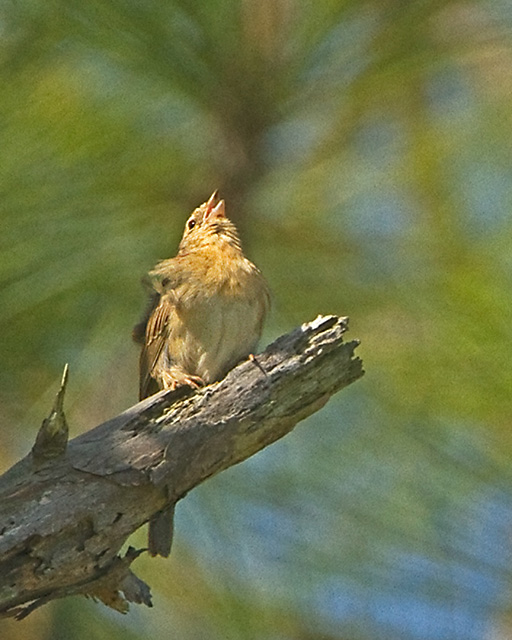 Bachman's Sparrow