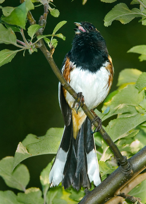 Eastern Towhee