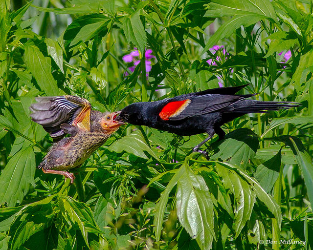 Red-winged Blackbird