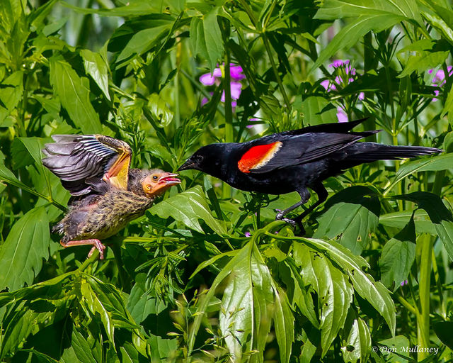 Red-winged Blackbird