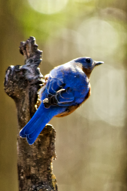 Printable Eastern Bluebird