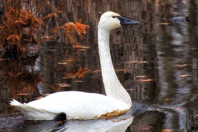 Tundra Swan