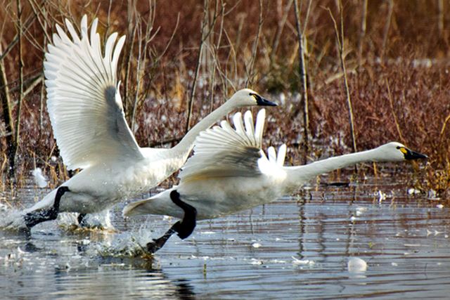 Tundra Swan