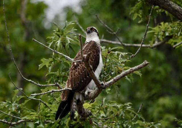 Osprey