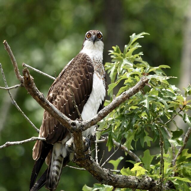 Osprey