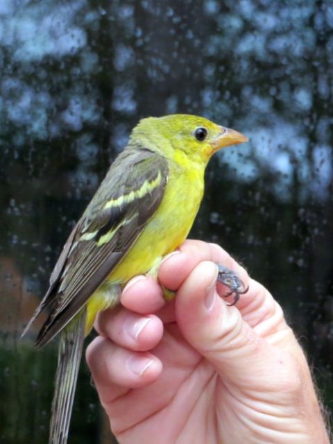 Western Tanager