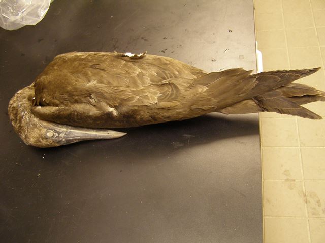 Brown Booby