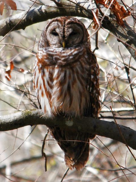 Barred Owl