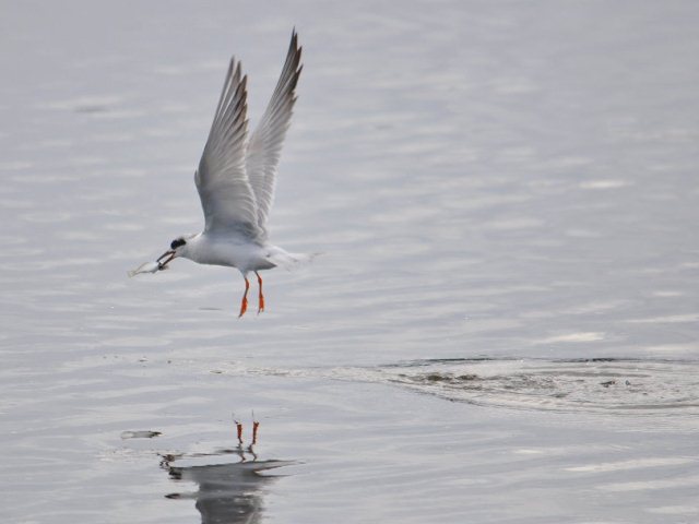 Forster's Tern