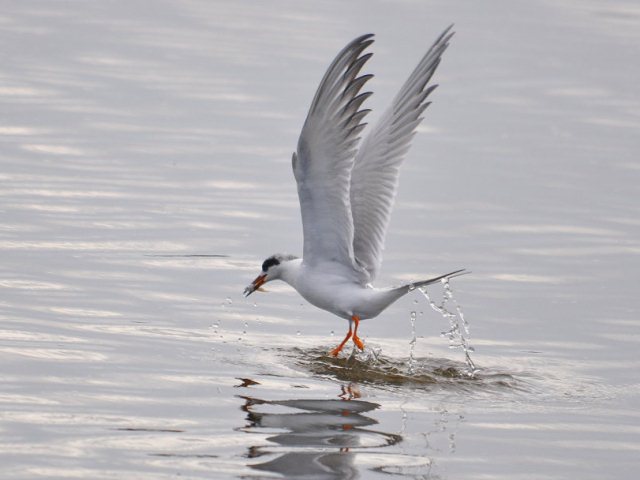 Forster's Tern