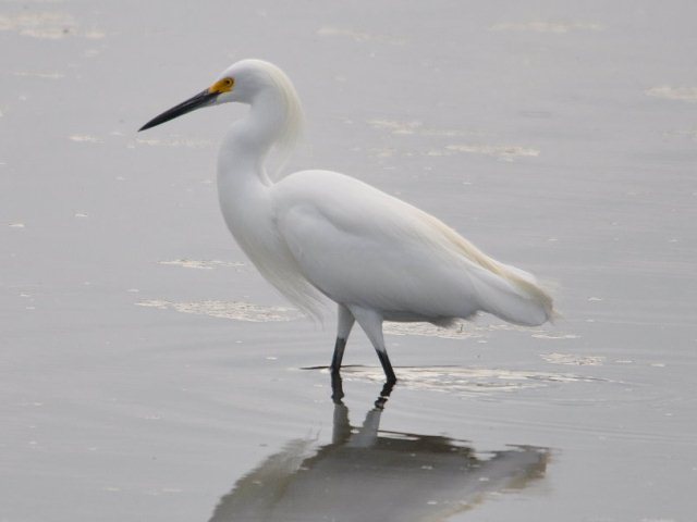 Snowy Egrets