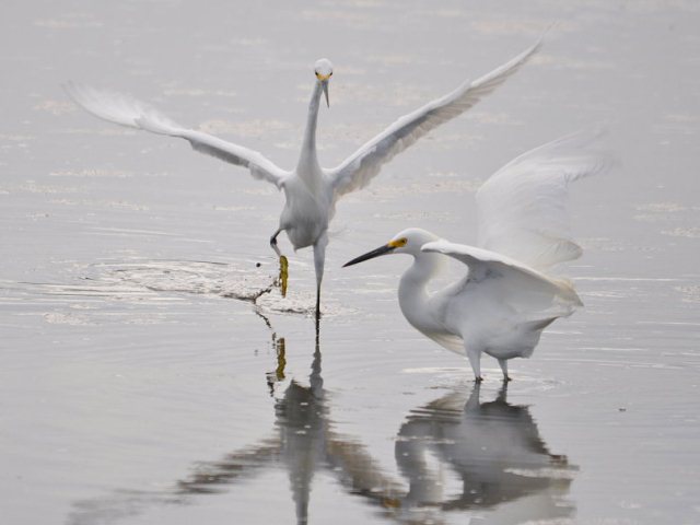 Snowy Egrets