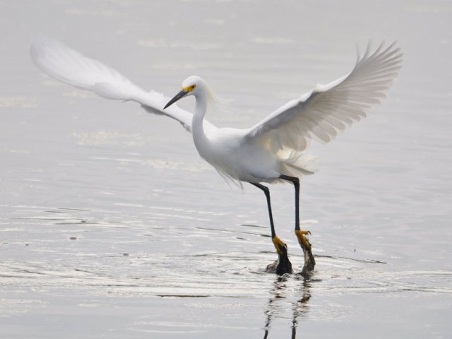 Snowy Egrets