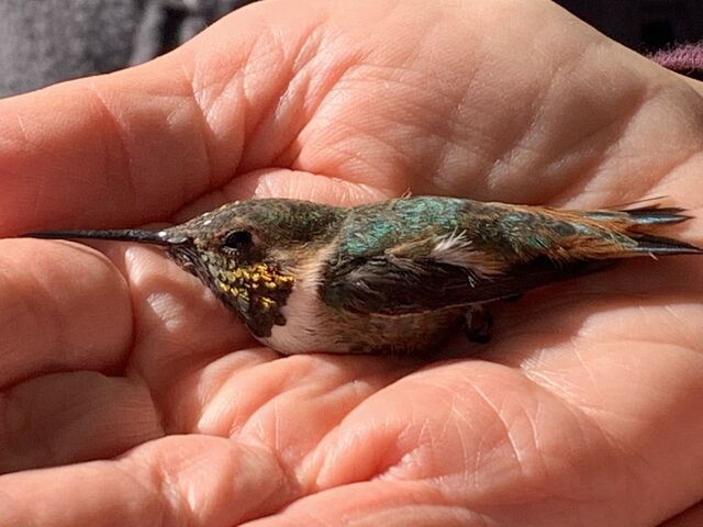 Anna's x Allen's Hummingbird (hybrid)