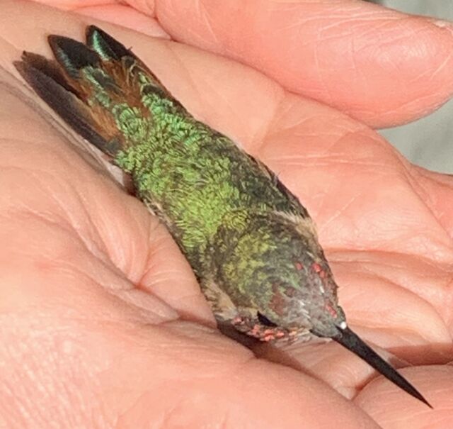 Anna's x Allen's Hummingbird (hybrid)