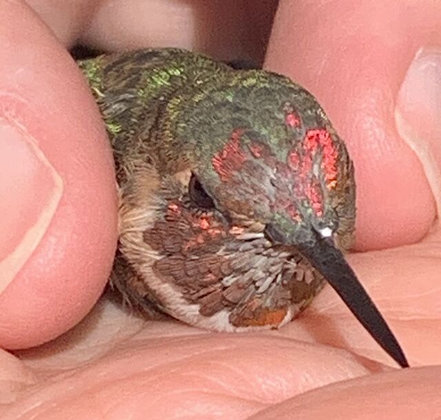 Anna's x Allen's Hummingbird (hybrid)