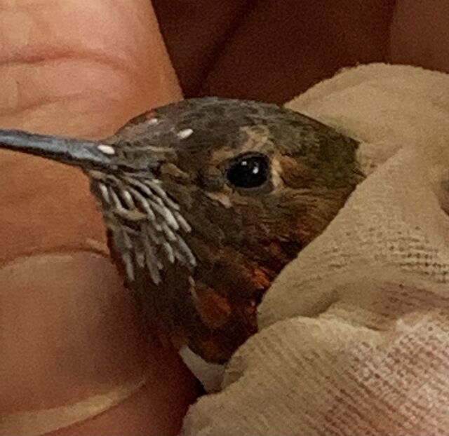 Anna's x Allen's Hummingbird (hybrid)