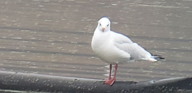 Black-headed Gull