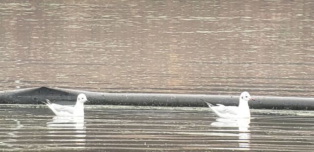 Black-headed Gull