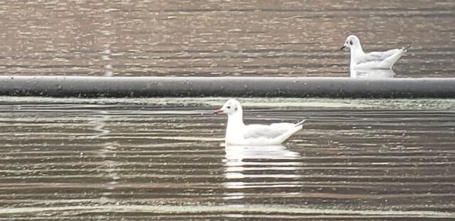 Black-headed Gull