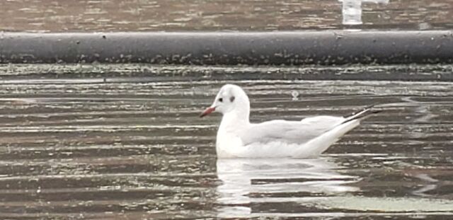 Black-headed Gull